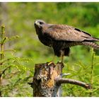 - Mäusebussard hält Ausschau - ( Buteo buteo )