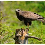 - Mäusebussard hält Ausschau - ( Buteo buteo )