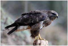 - Mäusebussard hält eine kurze Rast -