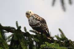 Mäusebussard, helle Morphe 