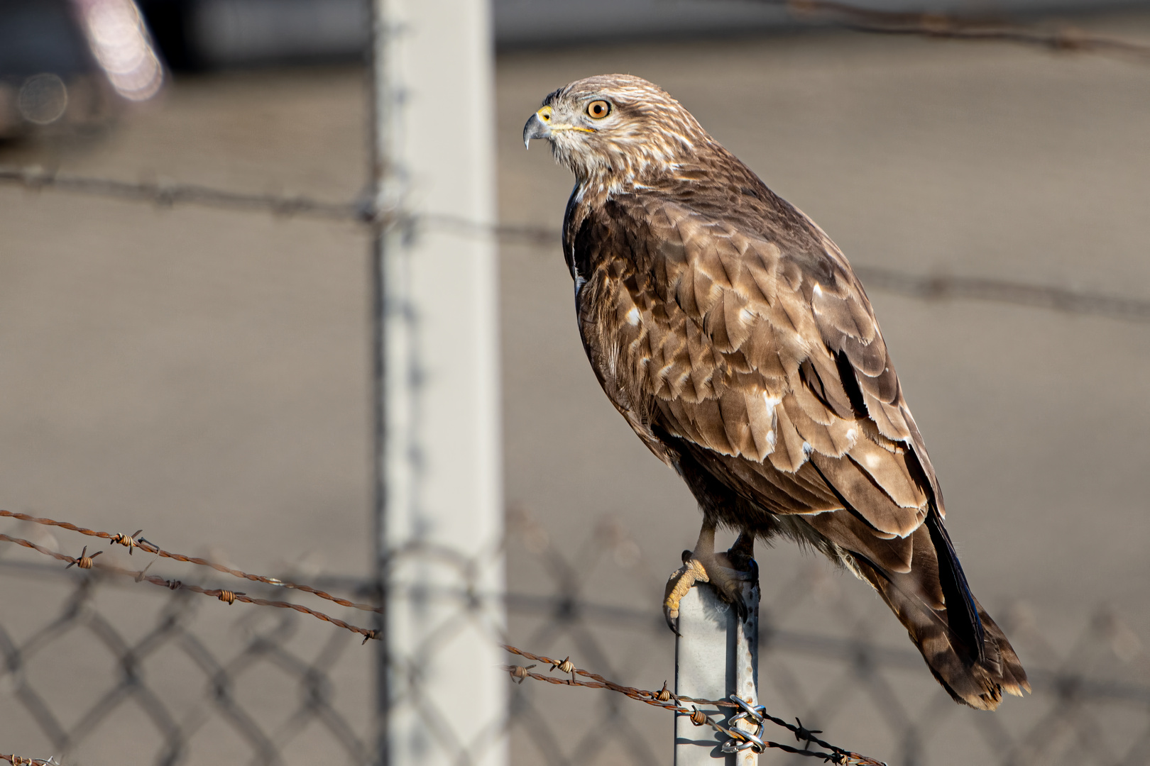 Mäusebussard hinter Stacheldraht