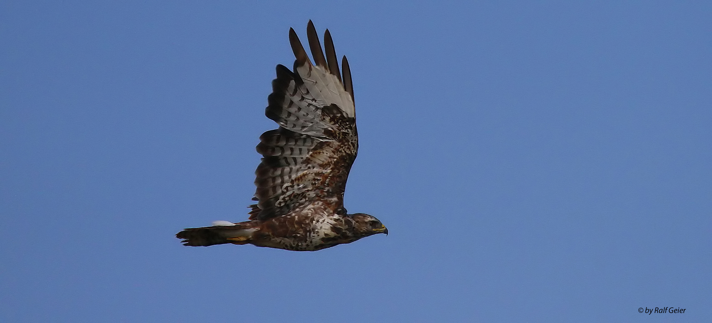 Mäusebussard I