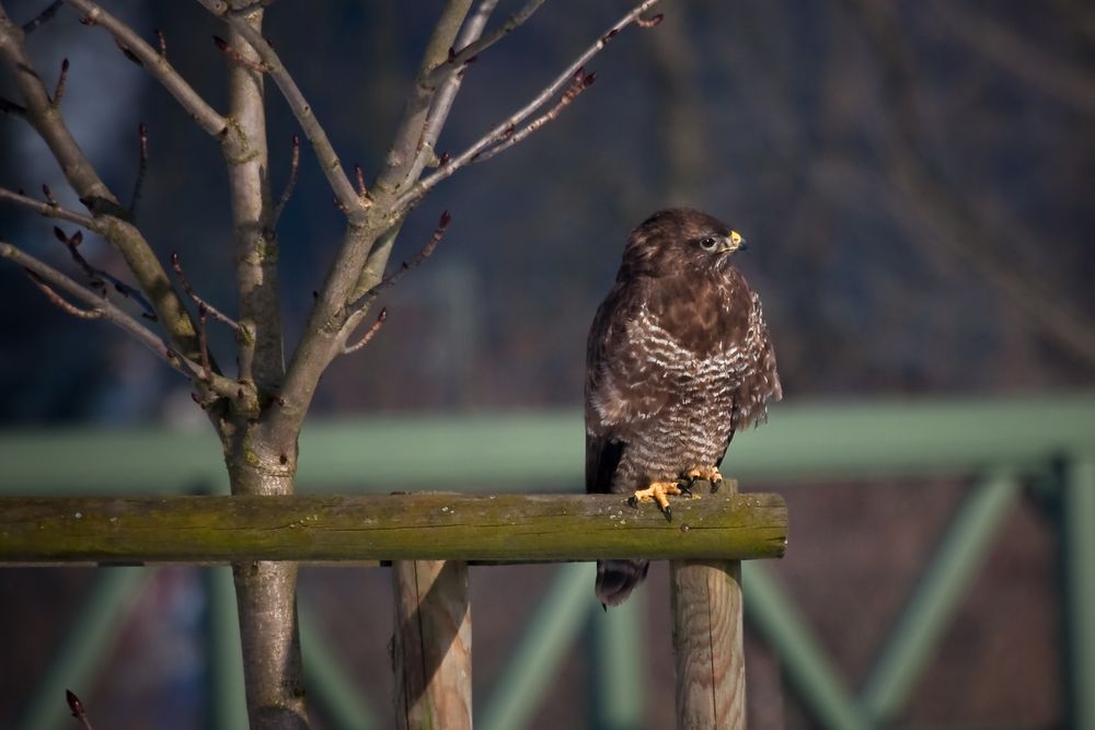 mäusebussard II