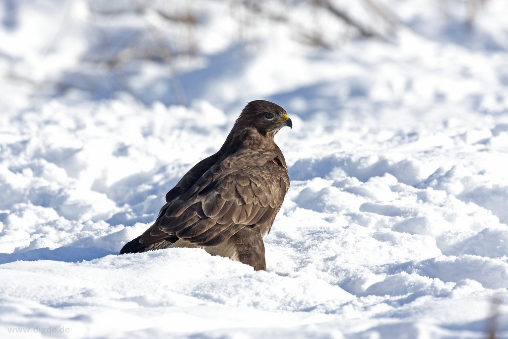 Mäusebussard II