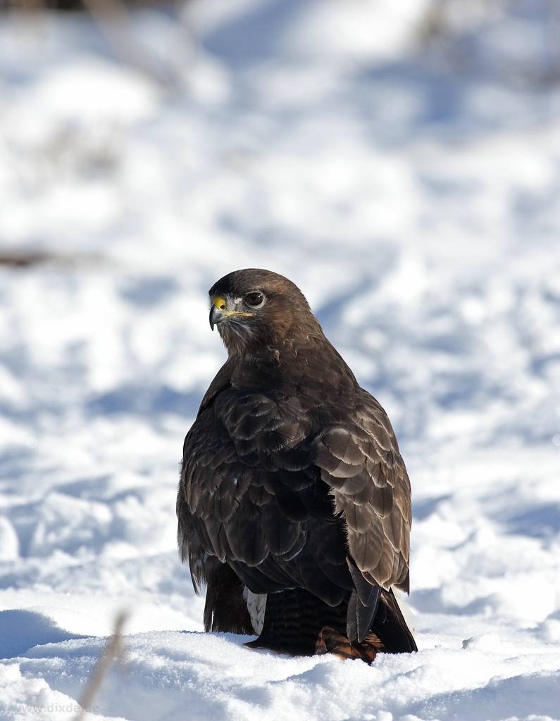 Mäusebussard III