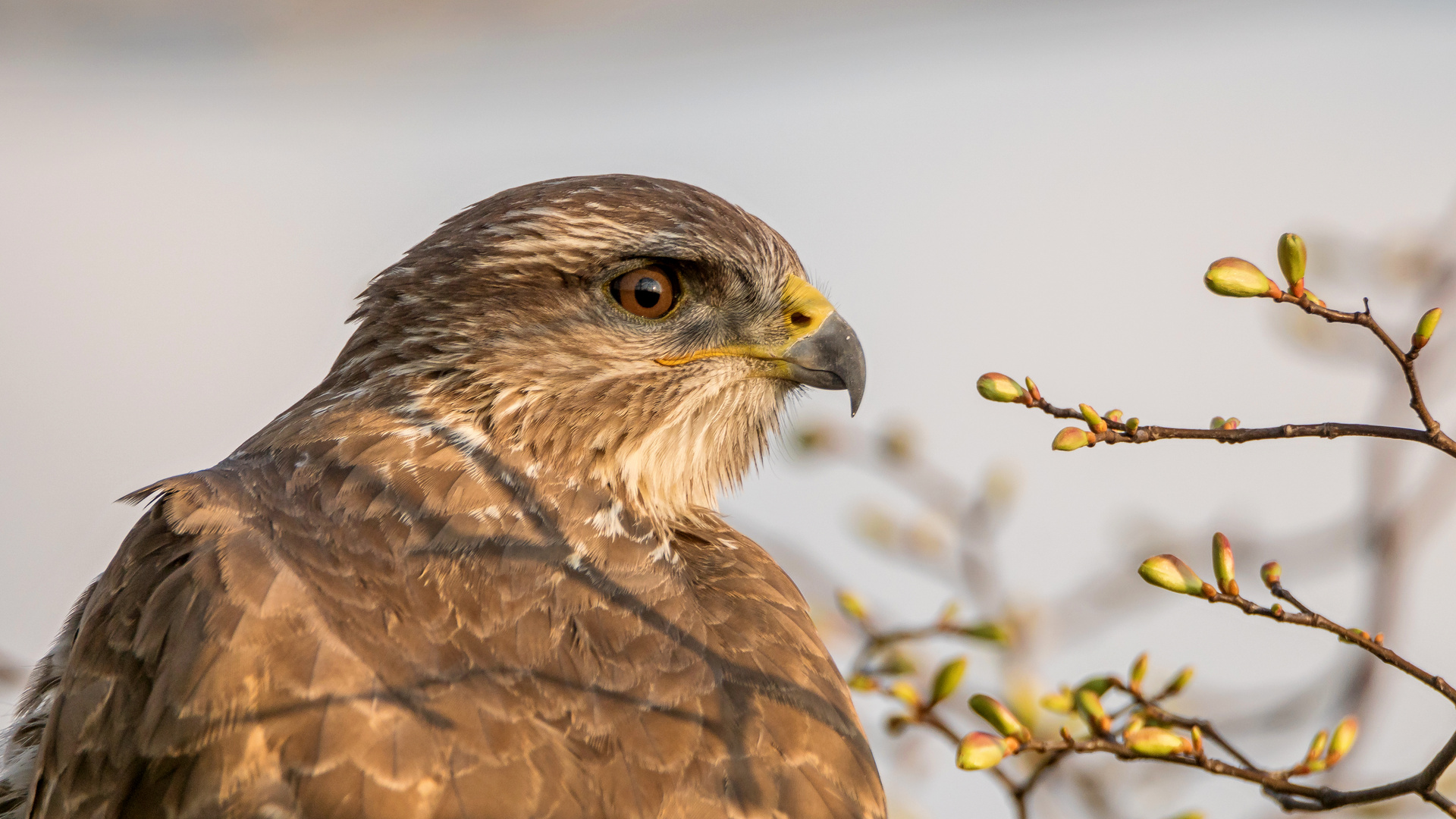 Mäusebussard im Abendlicht