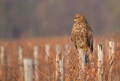 Mäusebussard im Abendlicht