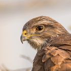 Mäusebussard im Abendlicht