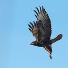 Mäusebussard im Abflug