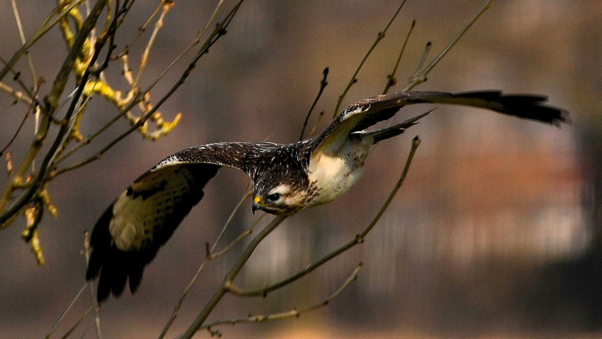 Mäusebussard im Abflug