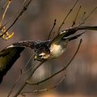 Mäusebussard im Abflug