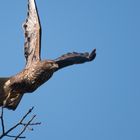 Mäusebussard im Abflug