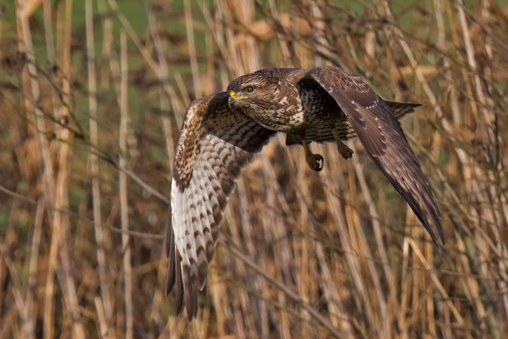 Mäusebussard im Anflug