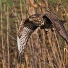 Mäusebussard im Anflug