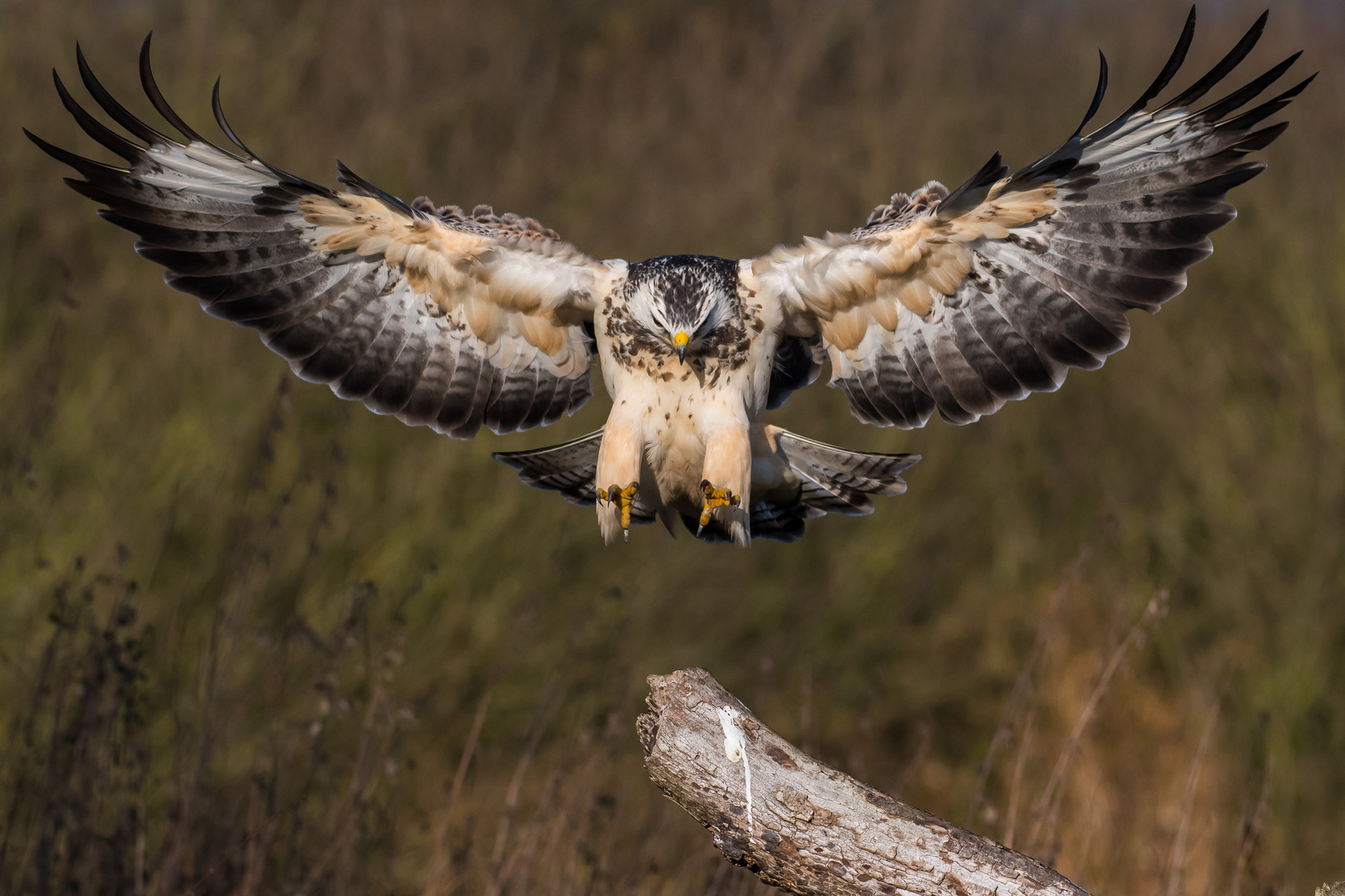 Mäusebussard im Anflug