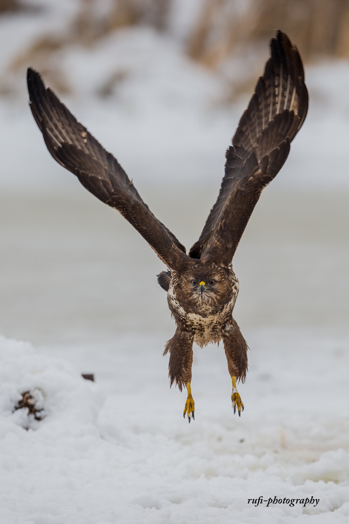 Mäusebussard im Anflug