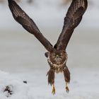 Mäusebussard im Anflug