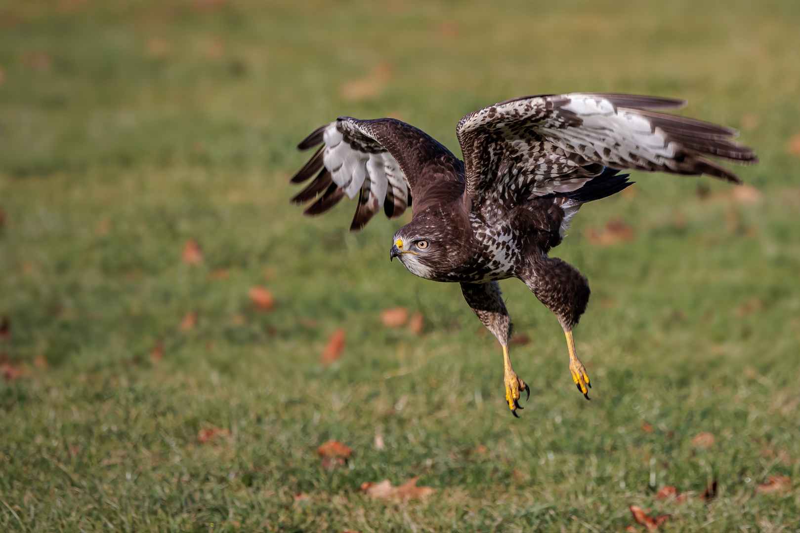 Mäusebussard im Anflug