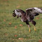 Mäusebussard im Anflug