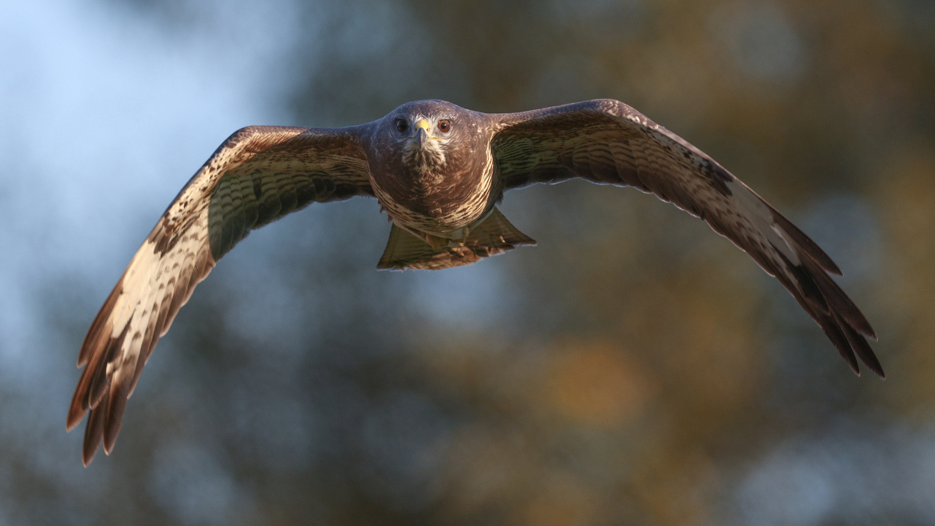 Mäusebussard im Anflug