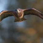 Mäusebussard im Anflug