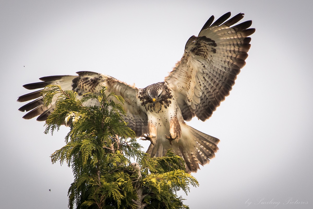 Mäusebussard im Anflug