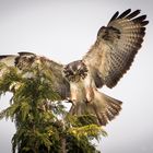 Mäusebussard im Anflug