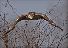 Mäusebussard im Anflug