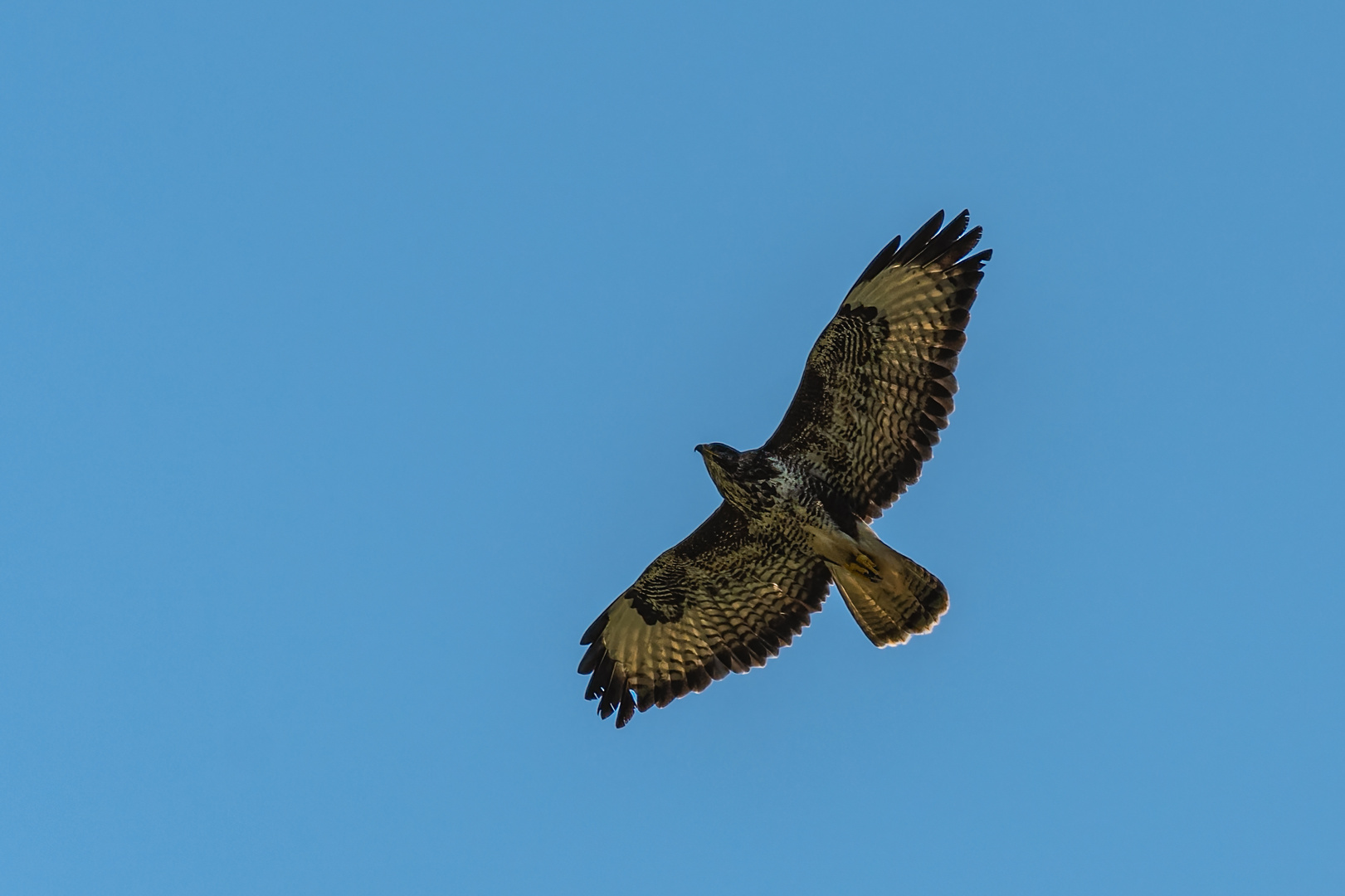 Mäusebussard im Aufwind