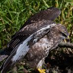 Mäusebussard im Bach