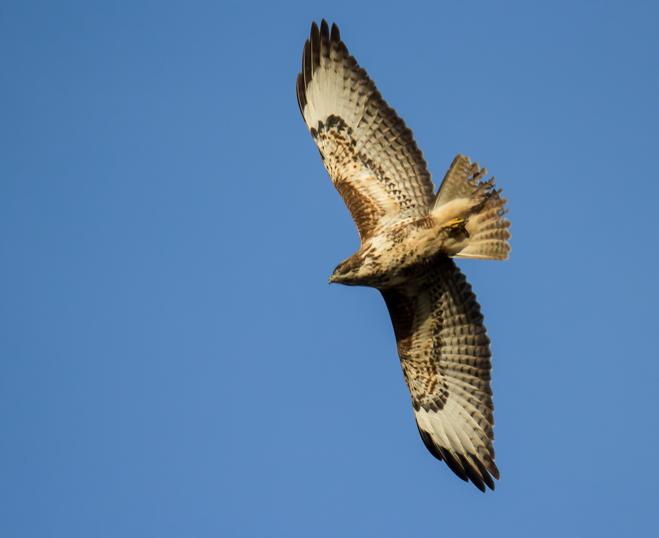 Mäusebussard im Dezember