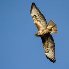 Mäusebussard im Dezember