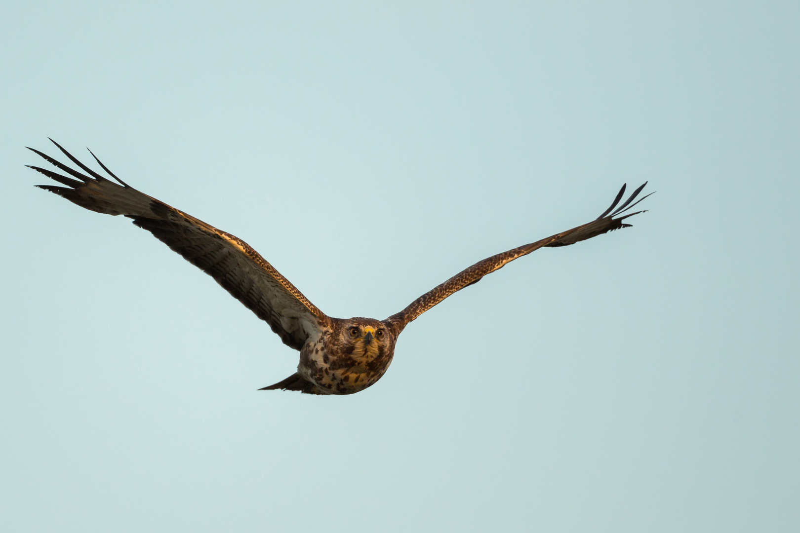 Mäusebussard im Direktanflug