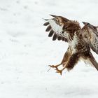 Mäusebussard im ersten Schnee...