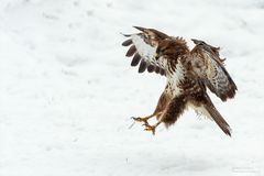 Mäusebussard im ersten Schnee...