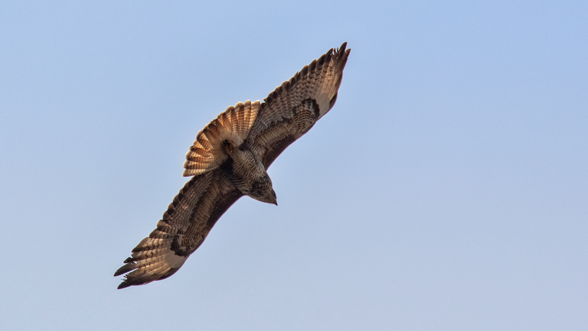 Mäusebussard im Flug 001 