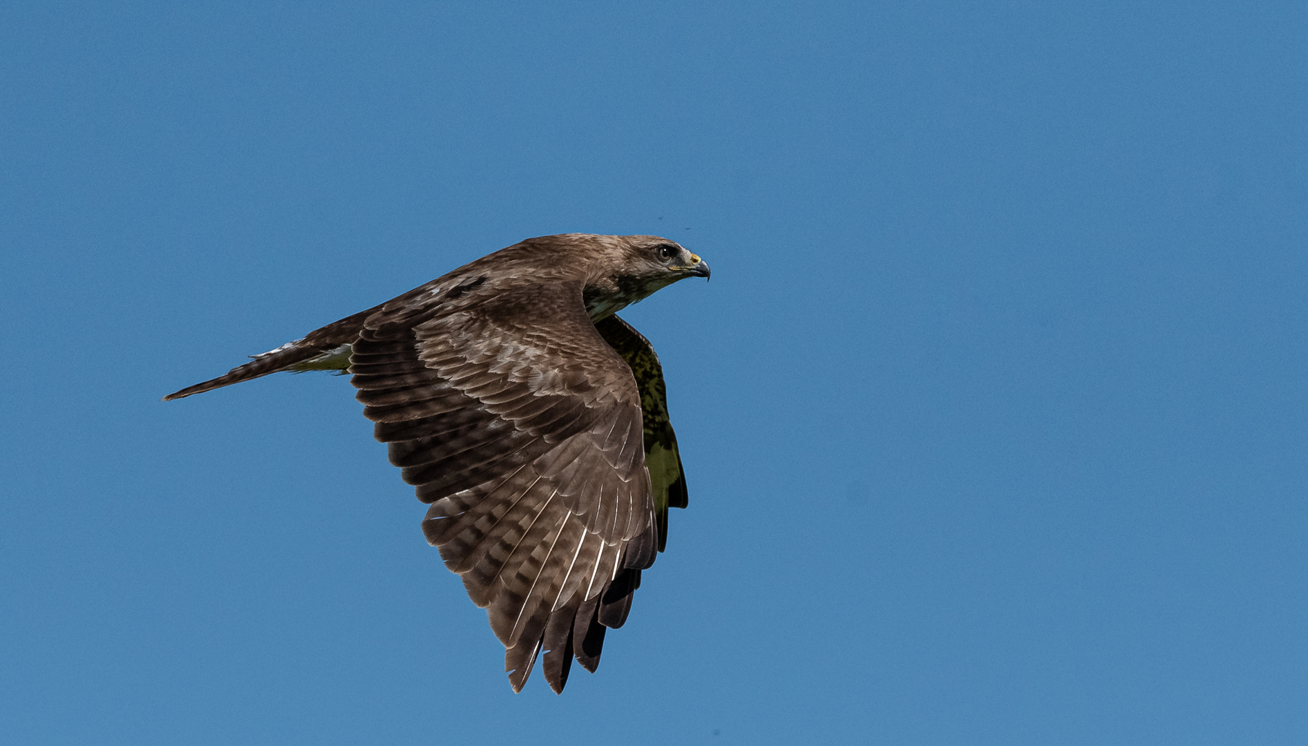 Mäusebussard im Flug