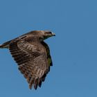 Mäusebussard im Flug