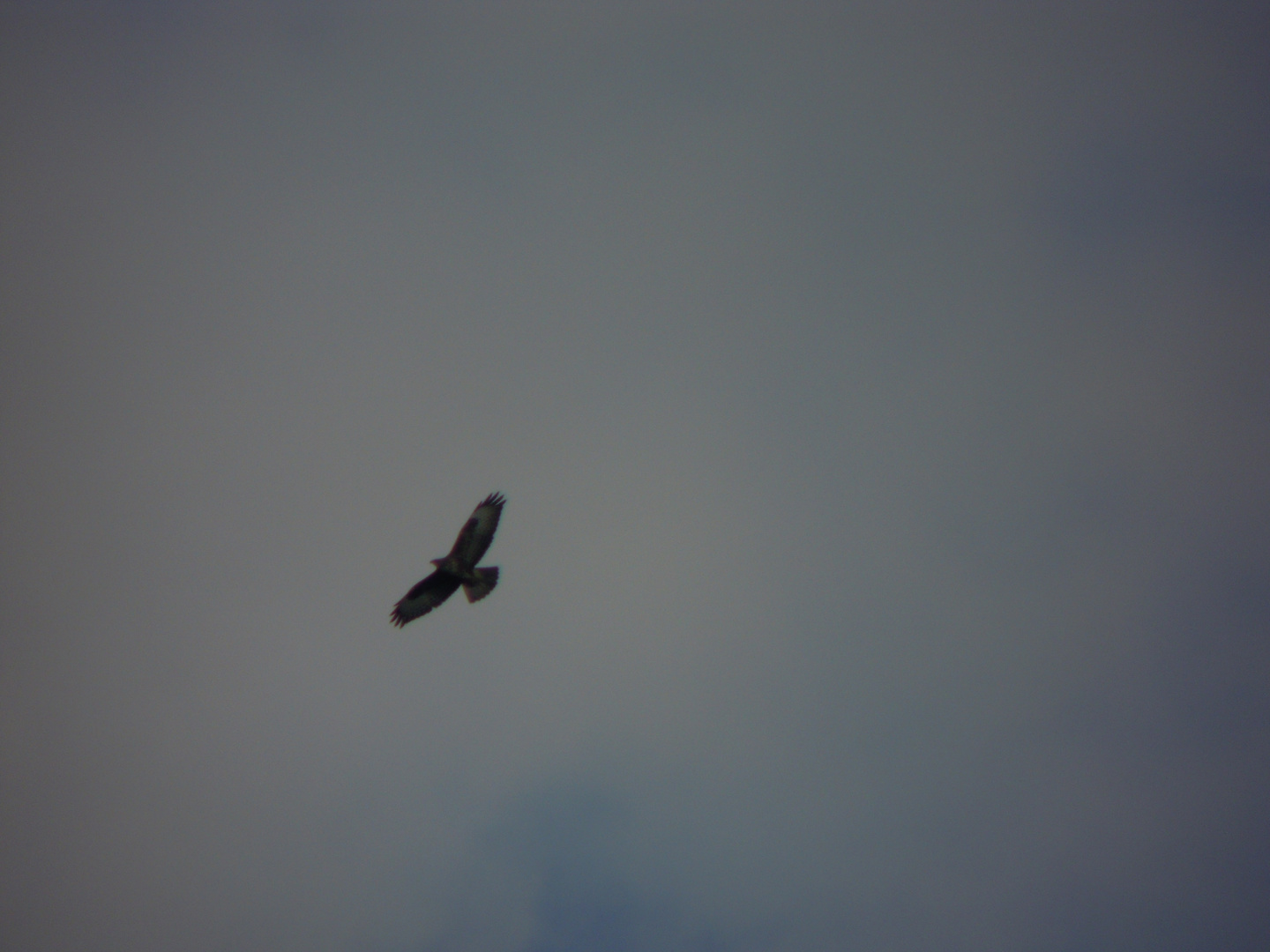 Mäusebussard im Flug