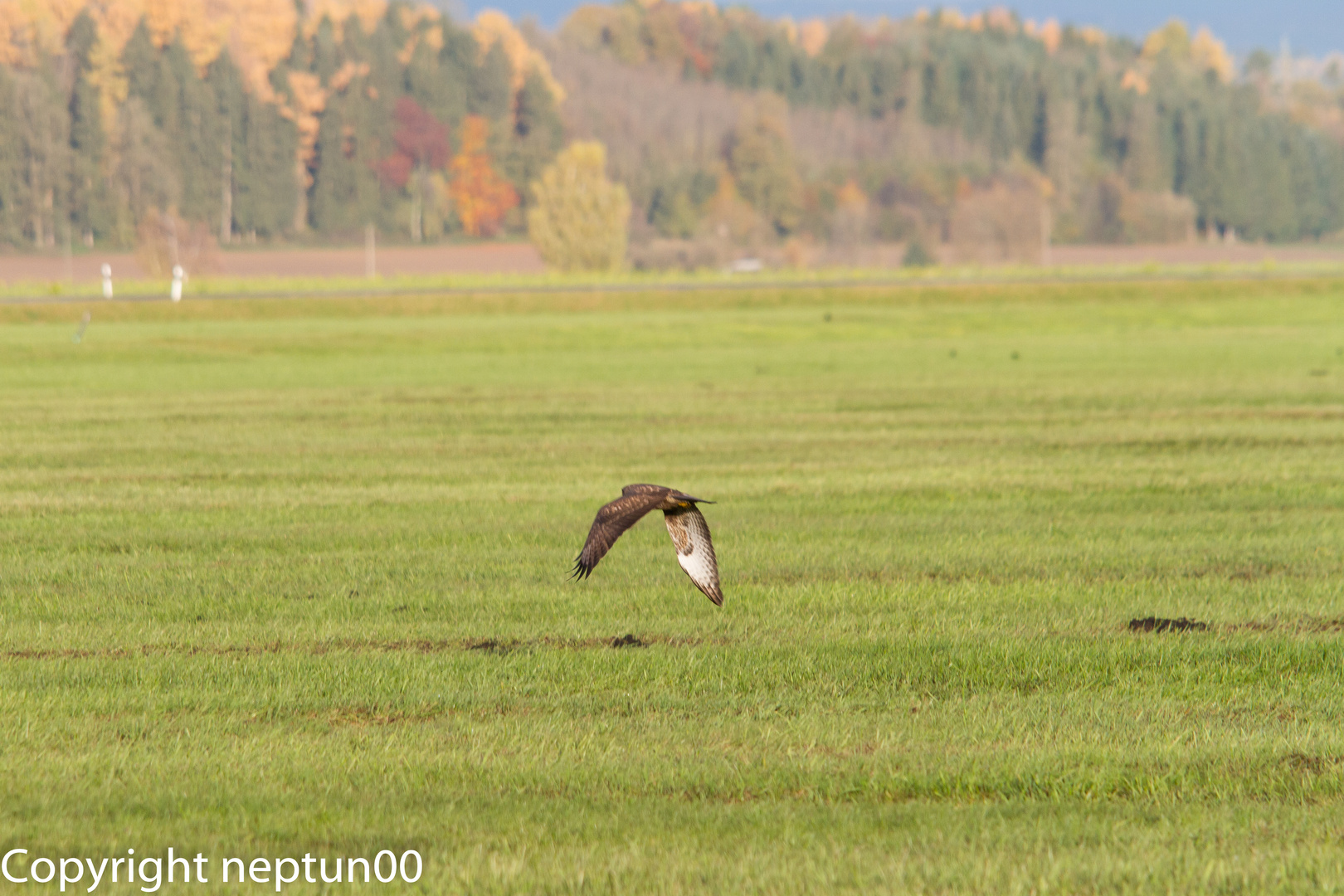 Mäusebussard im Flug