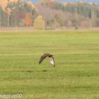 Mäusebussard im Flug