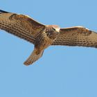 Mäusebussard im Flug