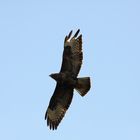 Mäusebussard im Flug 2