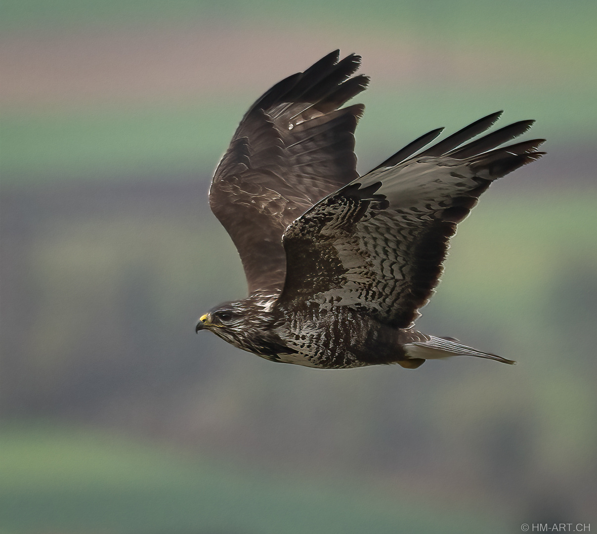 Mäusebussard im Flug