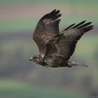 Mäusebussard im Flug