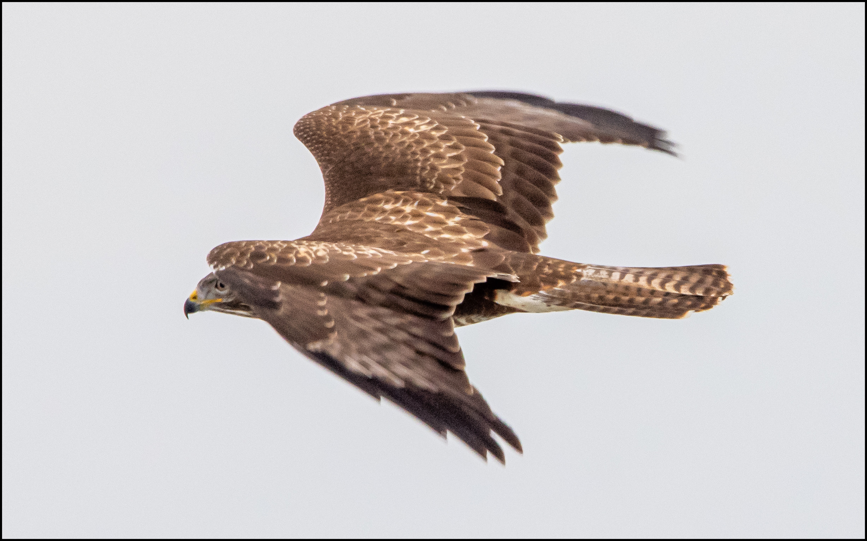 Mäusebussard im Flug