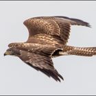 Mäusebussard im Flug