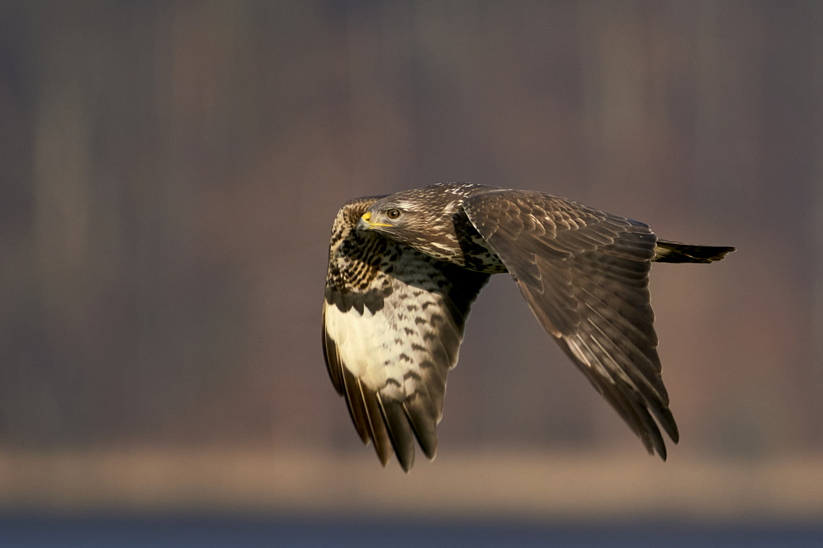 Mäusebussard im Flug