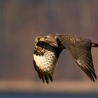 Mäusebussard im Flug