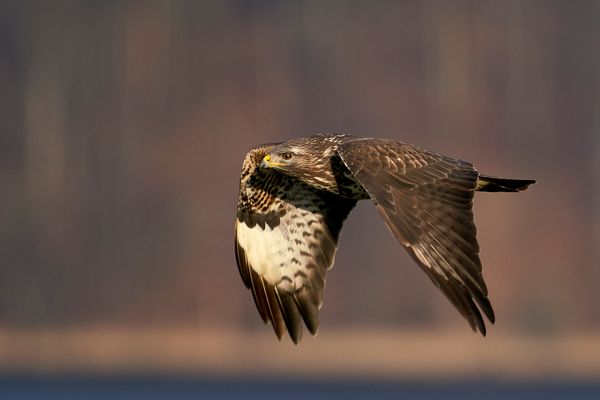 Mäusebussard im Flug